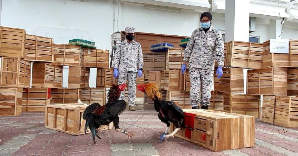 Seludup burung, ayam kerana permintaan tinggi u2013 Manisfm